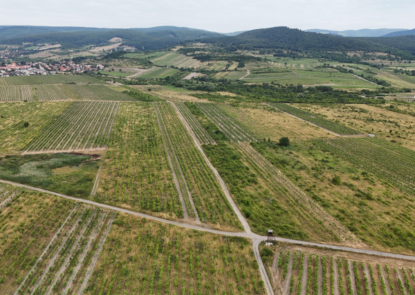 Vinohrad vo vyhľadávanej lokalite medzi Pezinkom a Limbachom