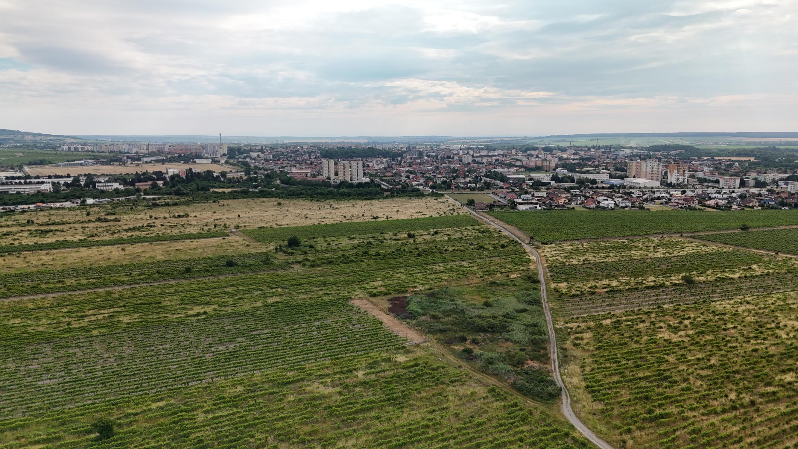 Vinohrad vo vyhľadávanej lokalite medzi Pezinkom a Limbachom